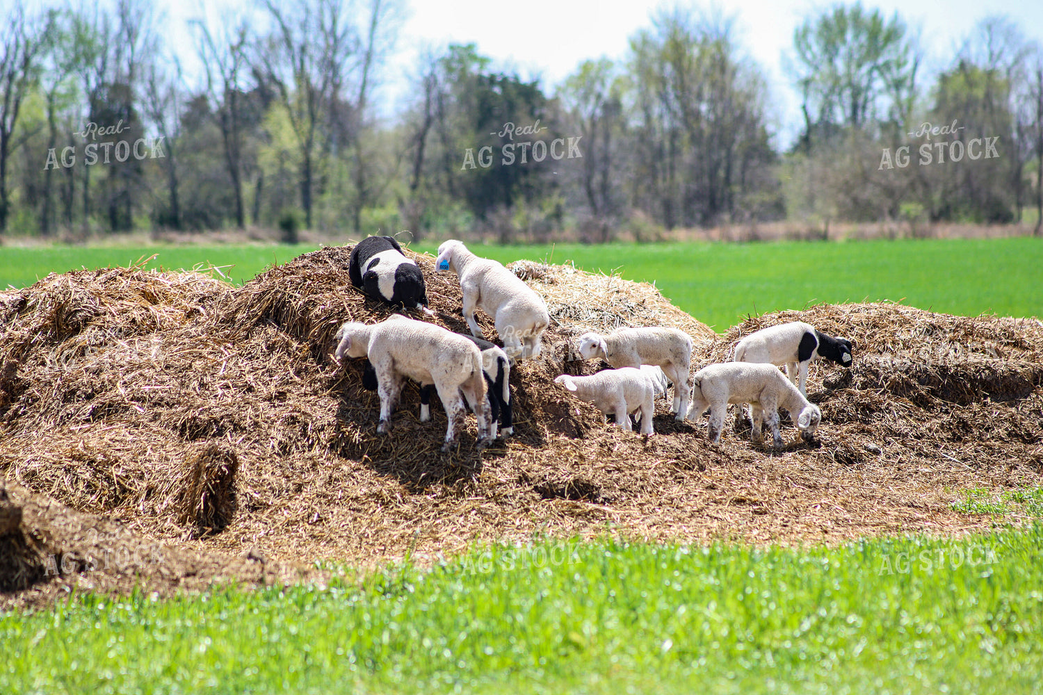 Lambs 84230