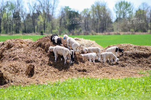 Lambs 84230