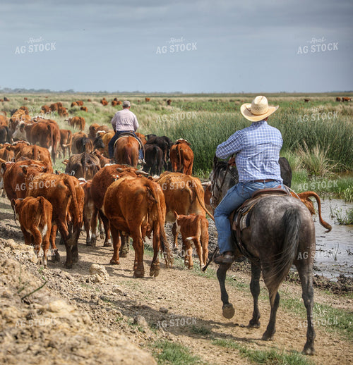 Ranchers Herding Cattle on Horseback 210026