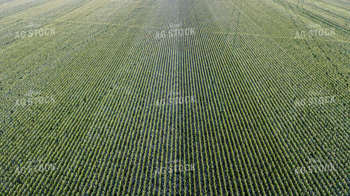 Aerial of Corn Tassels 250125