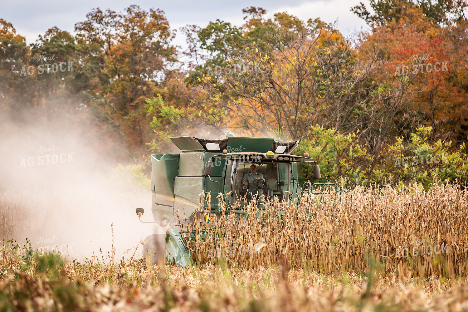 Corn Harvest 270641