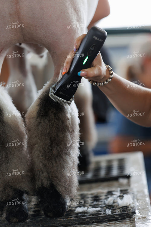 Prepping for Sheep Show 295187