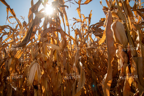 Dried Corn Waiting to be Harvested on a Sunny Day 25908