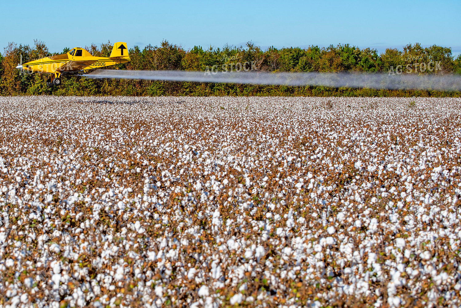 Crop Duster Spraying Cotton Field 136252