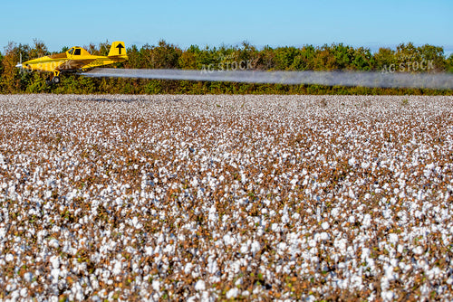 Crop Duster Spraying Cotton Field 136252