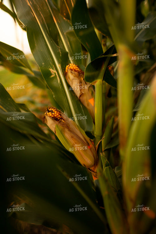 Corn - Mid-Season 2332
