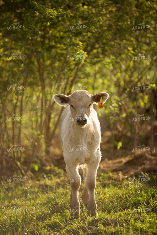 Calf - Charolais and Angus Cross 13