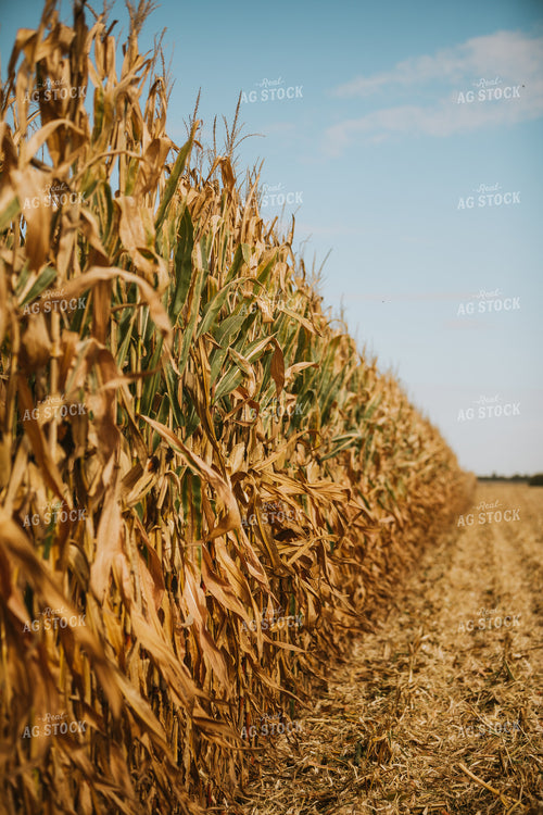Corn Harvest 6562