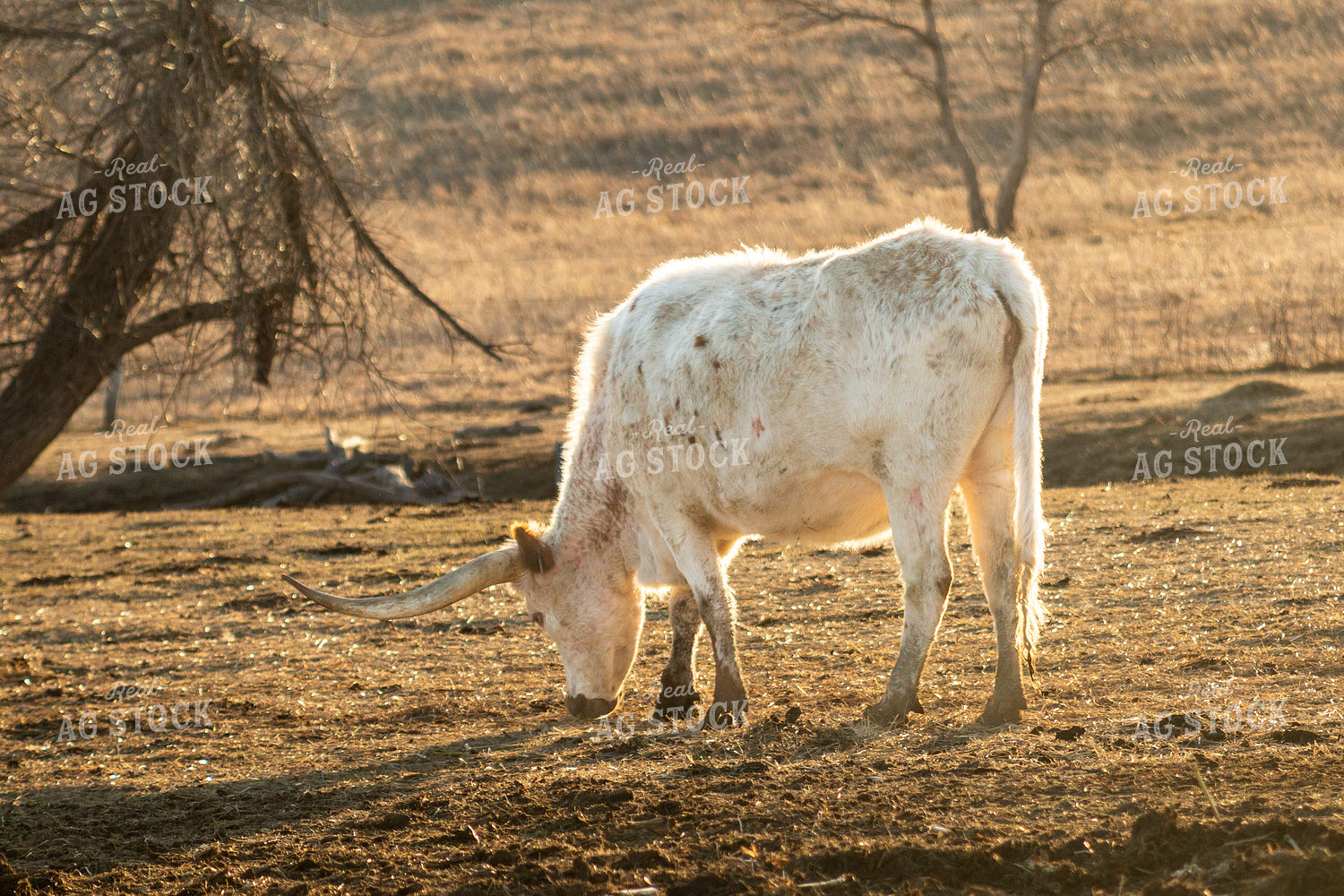 Longhorn Cow 155372