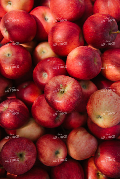 Gala Apples 137084