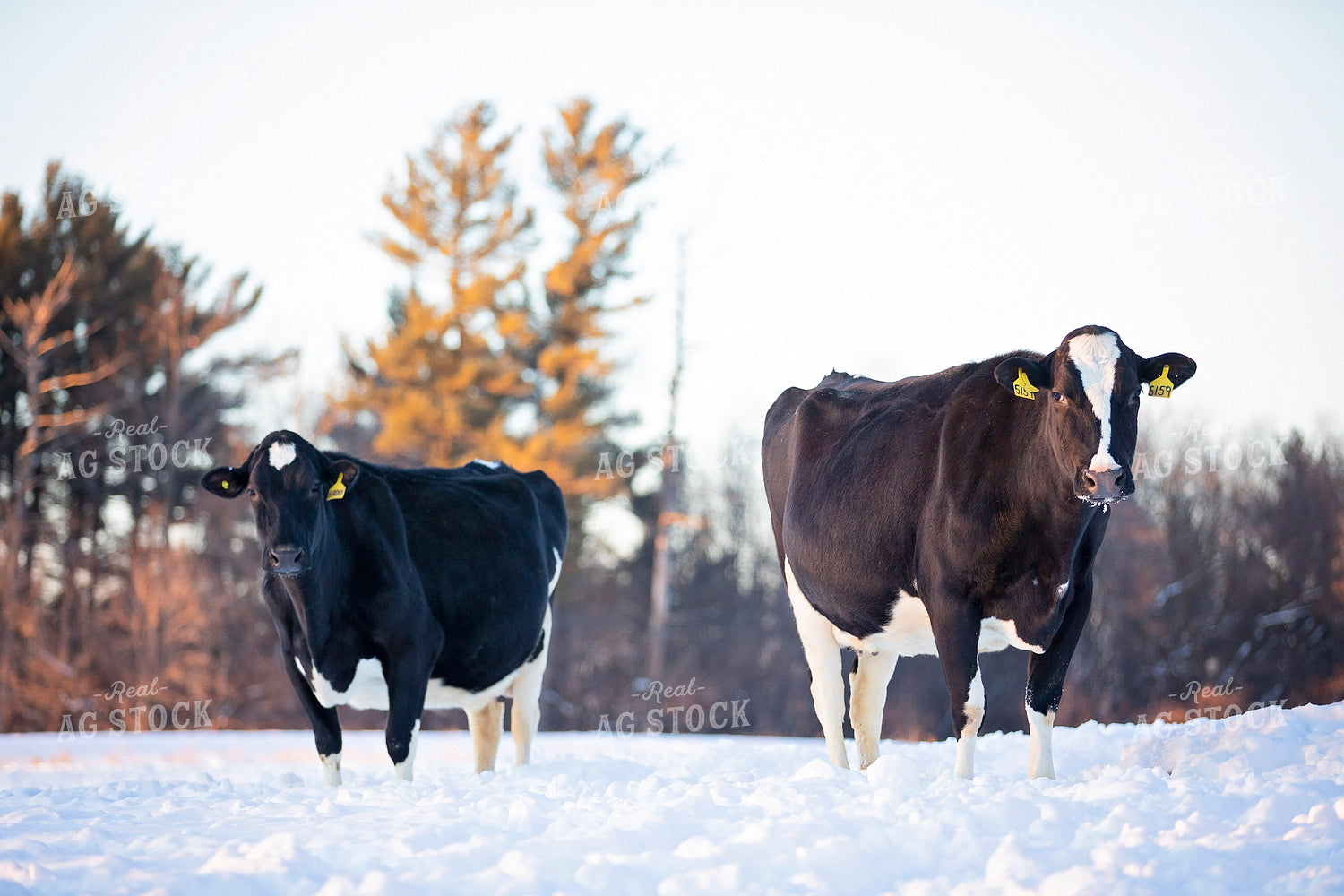 Dairy Cow in Snow 55052