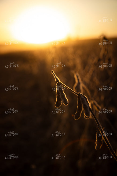 Dried Soybeans 67956
