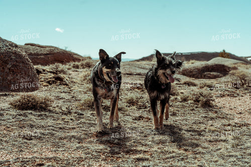 Ranch Dogs 58094