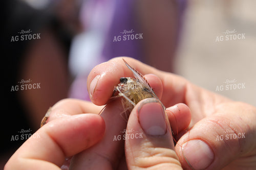 Shrimp 102183