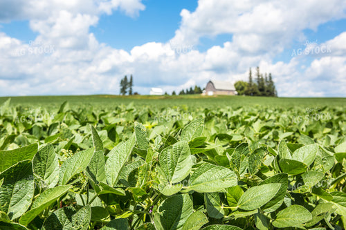 Midseason Soybeans 250091
