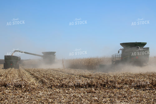 Combines Harvesting Corn 82046