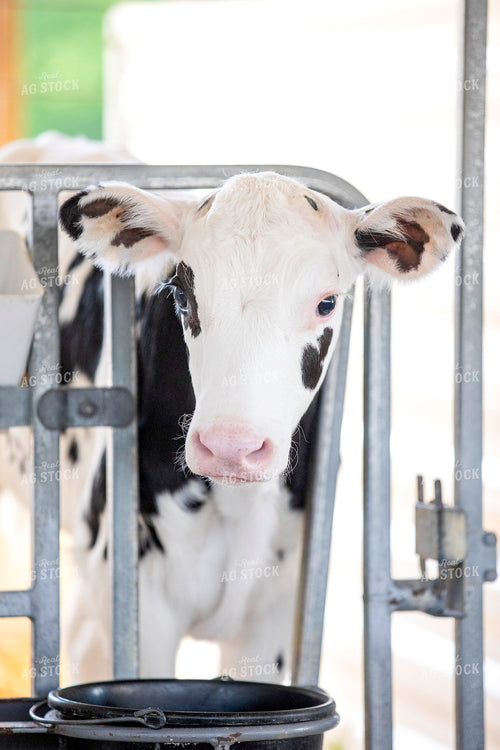 Holstein Calf 55281