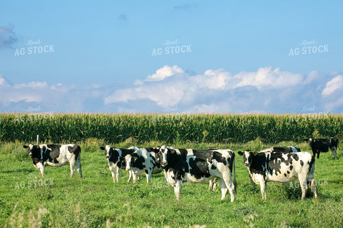 Holstein Cattle on Pasture 145018