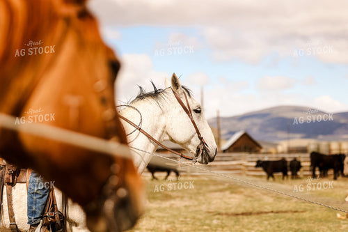 Rancher Roping Cattle on Ranch on Horseback 225011