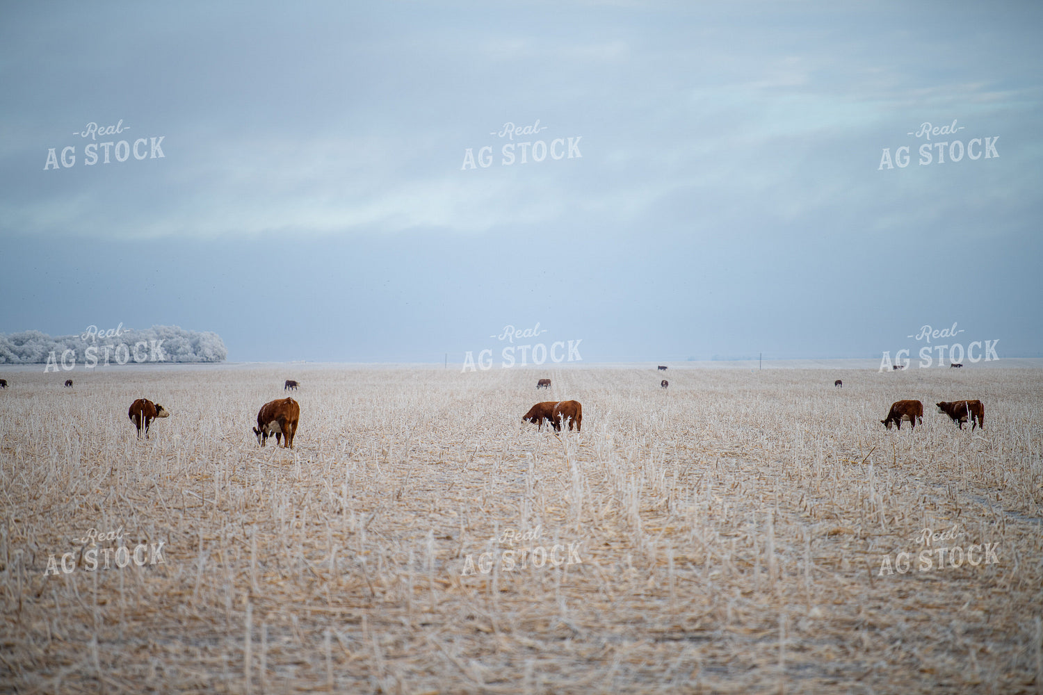 Hereford Cattle on Cornstalks 212180