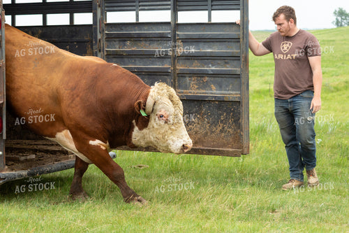 Farmer Putting Hereford Bull Out to Pasture 155607