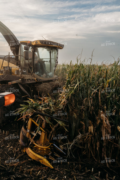 Silage Harvest 196380