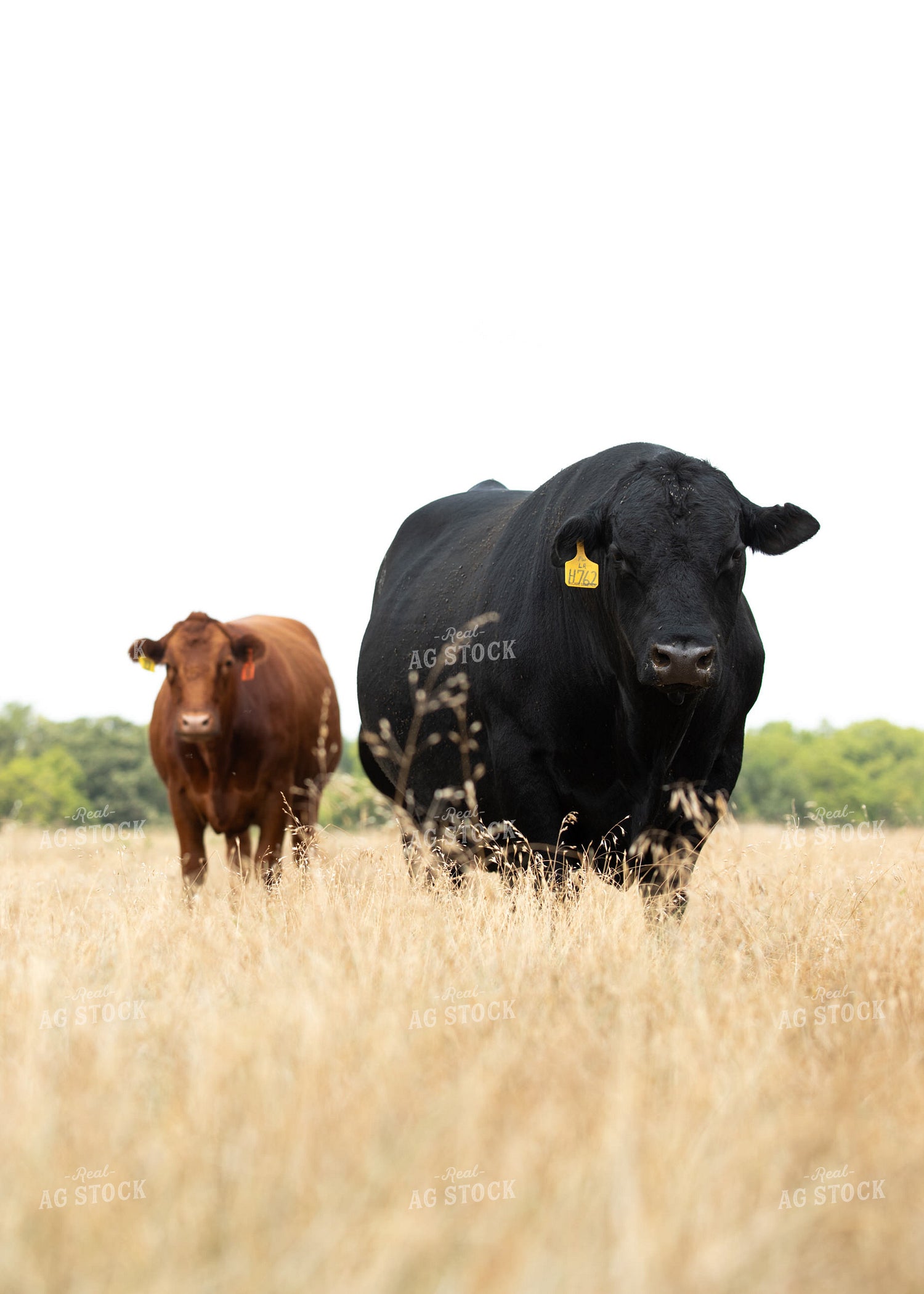 Angus Cattle 264019