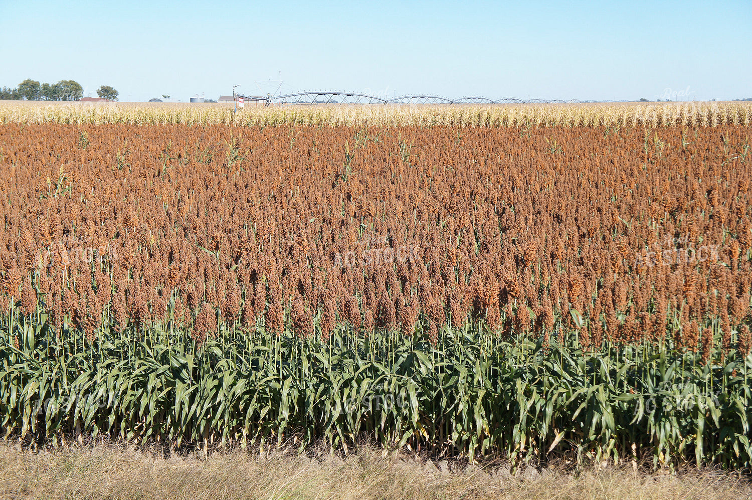 Sorghum 156049