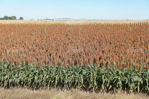 Sorghum 156049