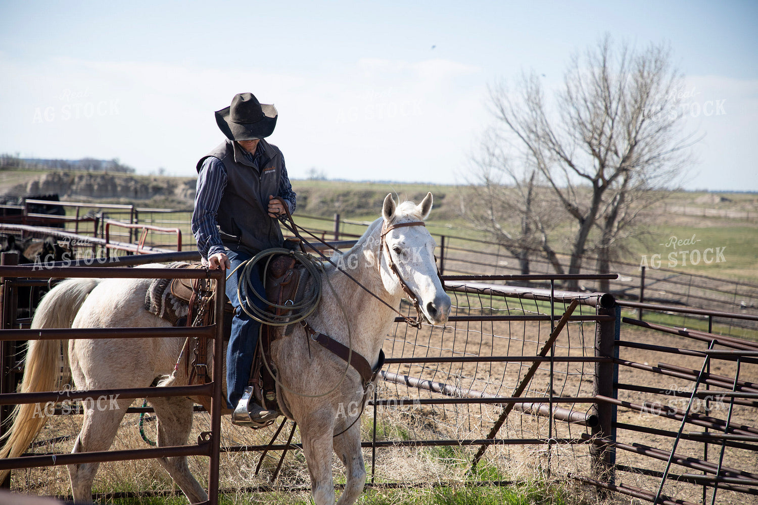 Working Cattle 117295