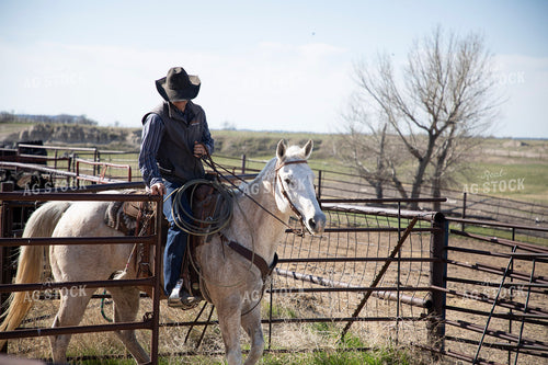 Working Cattle 117295