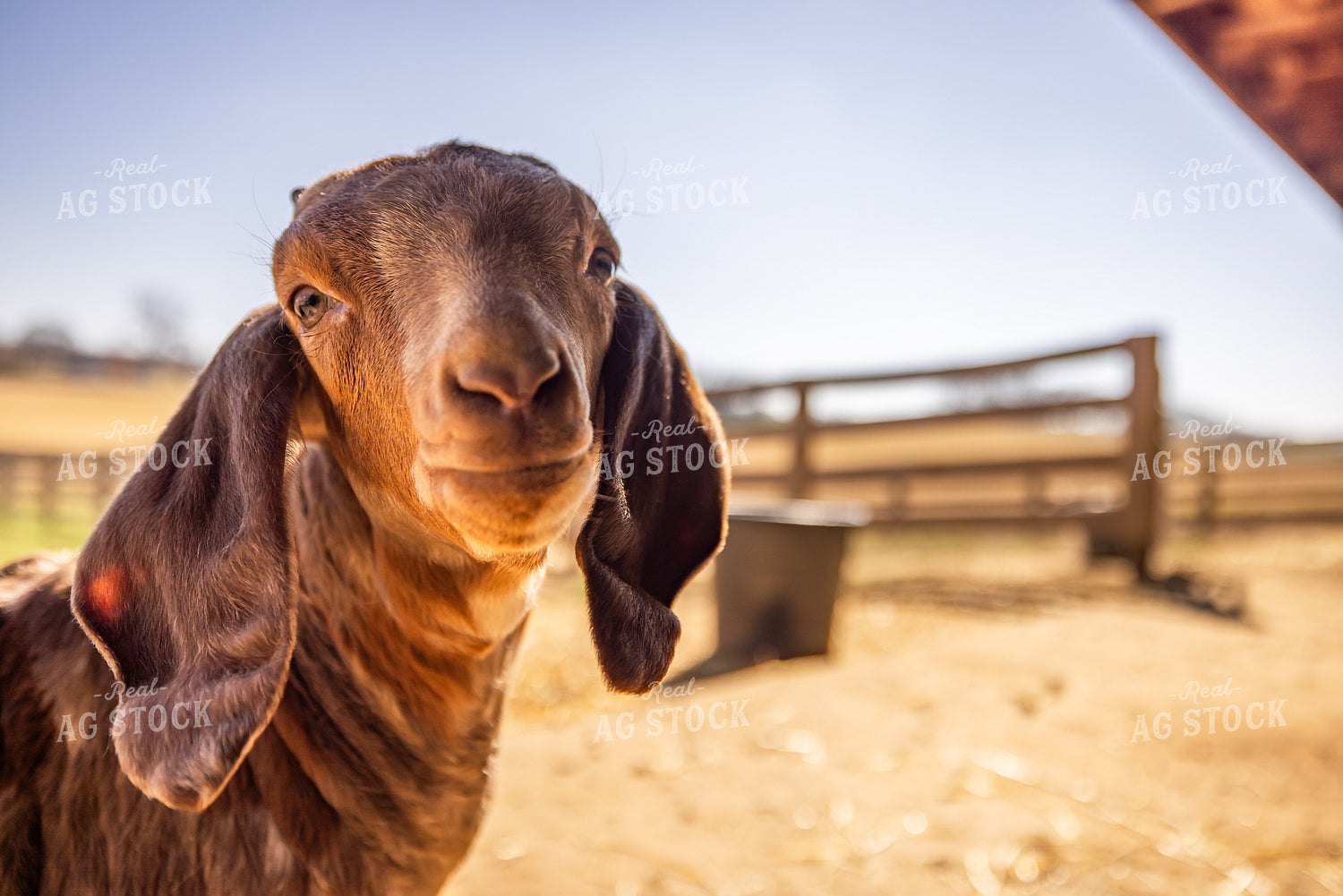 Goat Kids 270120