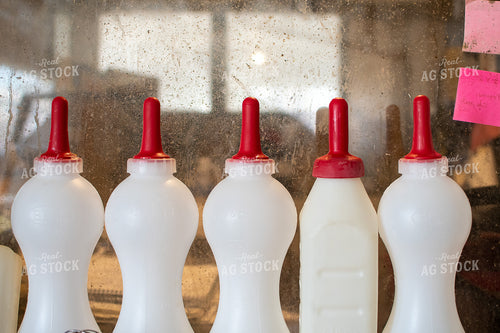 Calf Bottles 50362