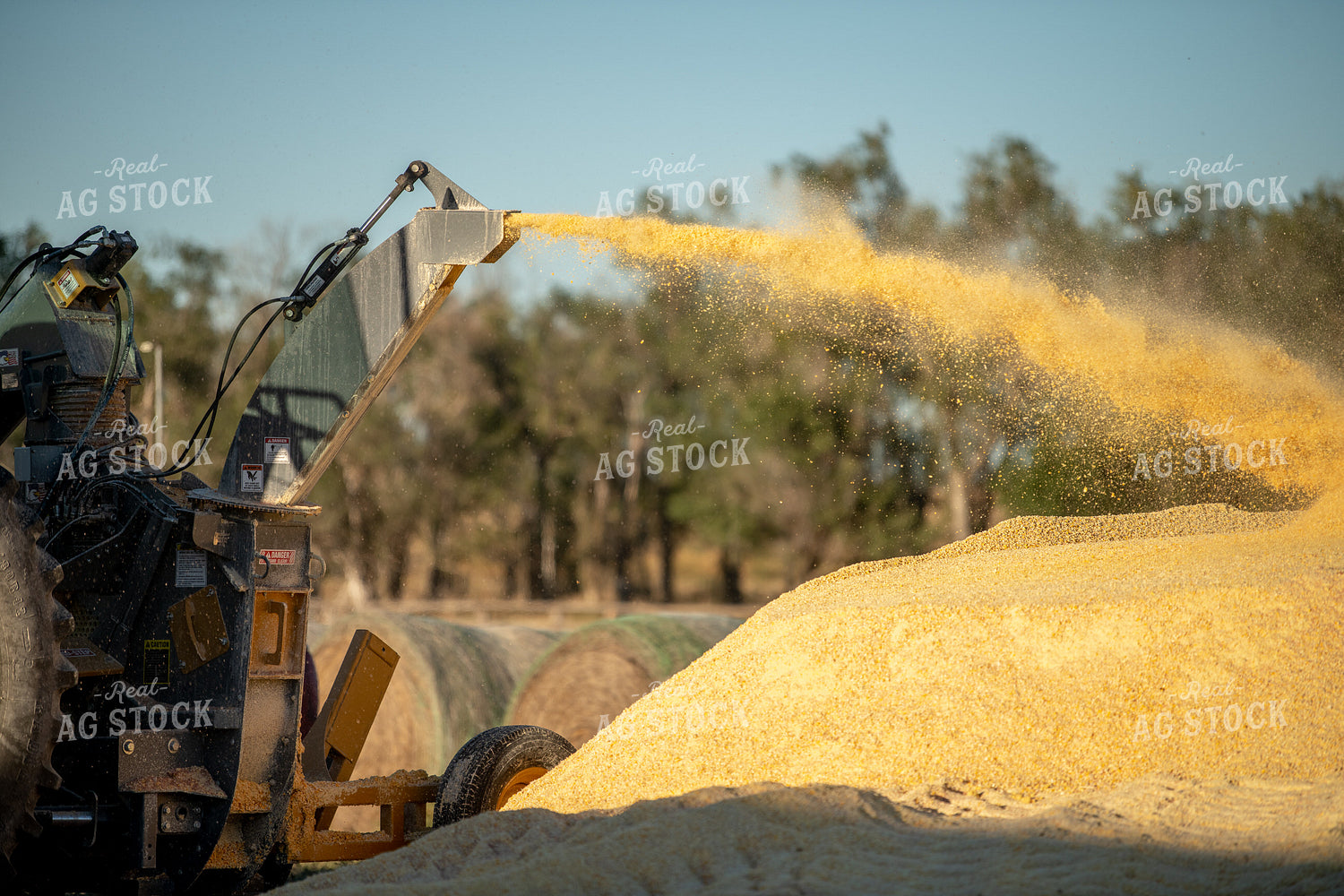 Grinding Corn 212084
