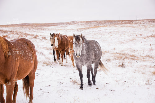 Horses on Snowy Pasture 147011