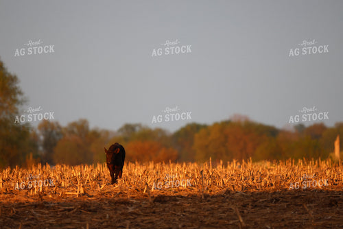 Cattle on Corn Stalks 160307