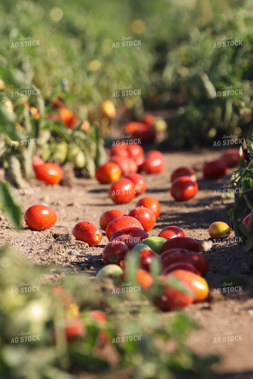 Tomato Harvest 109122