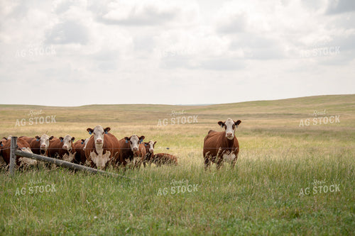 Hereford Cattle on Pasture 212053