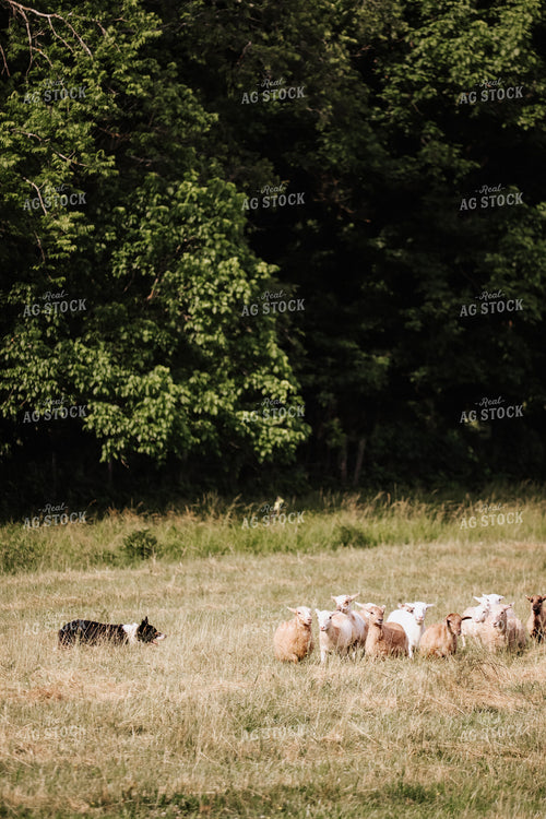 Farm Dog Herding Sheep 220005