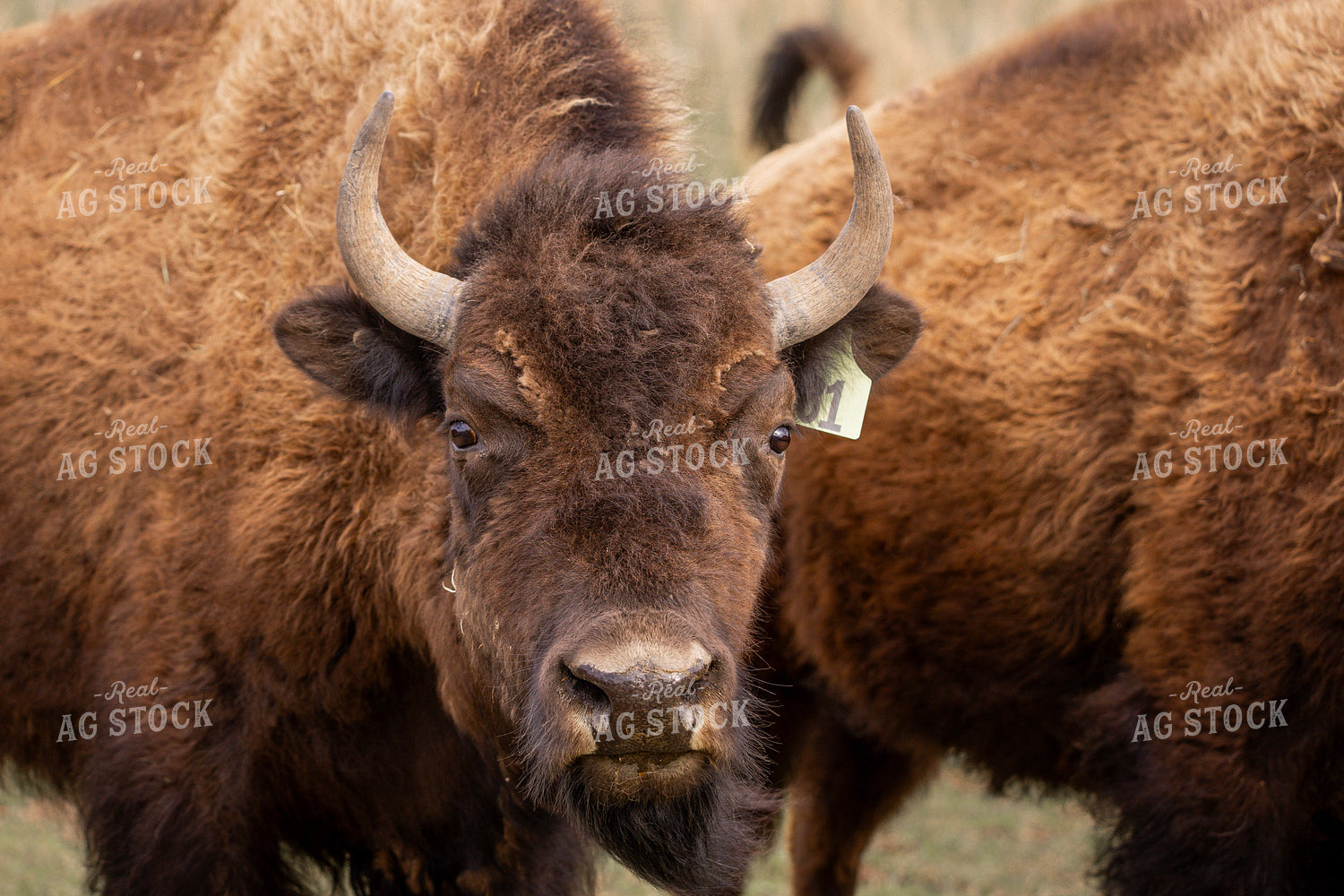 Bison 187169