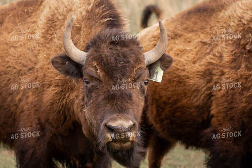 Bison 187169