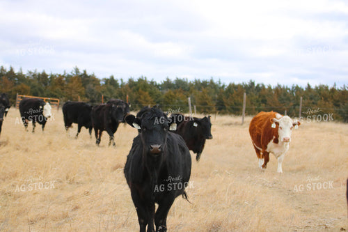 Cattle on Pasture 82466