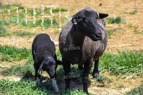 Lambs and Ewes 84246
