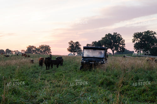 Checking Cattle on Pasture 268344