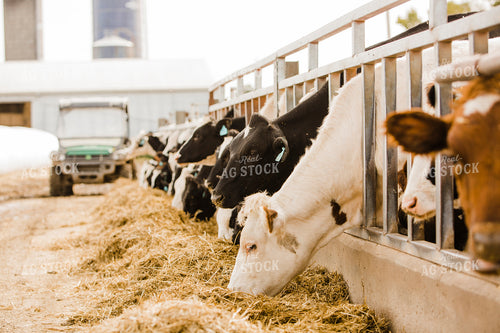Dairy 2713