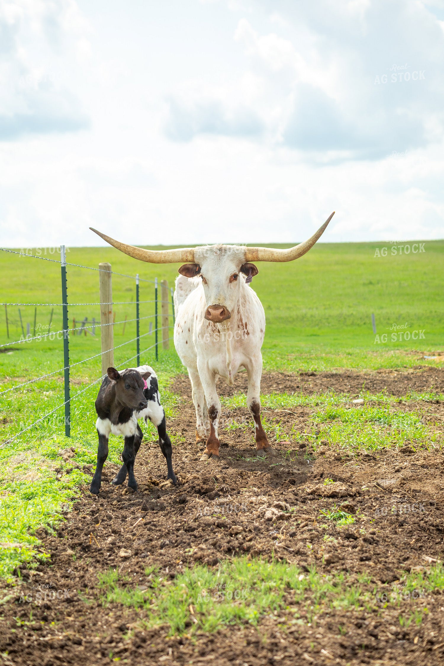 Longhorn Cow Calf Pair 155498