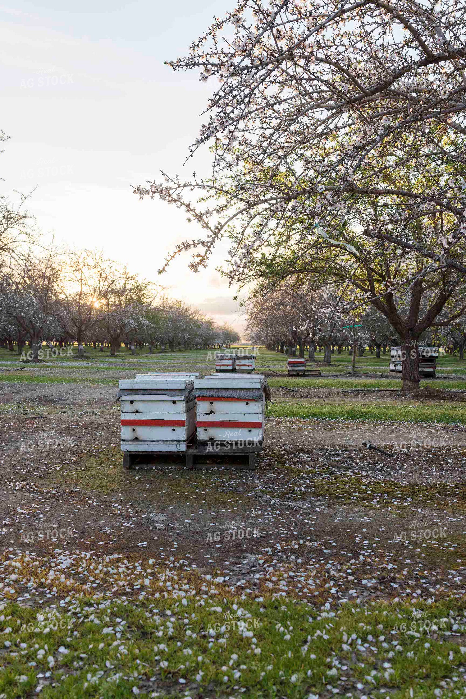 Almond Orchard 180014