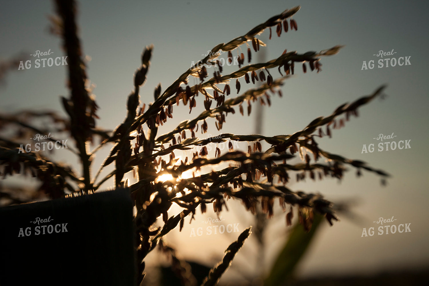 Corn - Mid-Season 1284