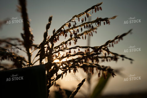 Corn - Mid-Season 1284