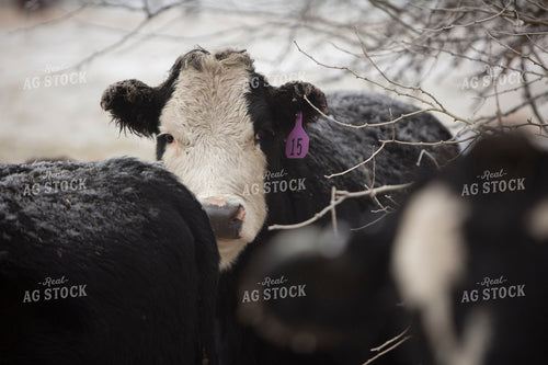 Cattle 1674